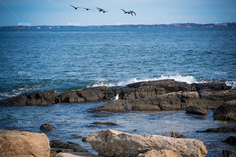 Seagull on rocks