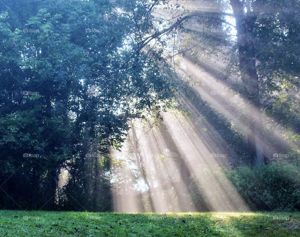 Sunbeams filtering through the trees 