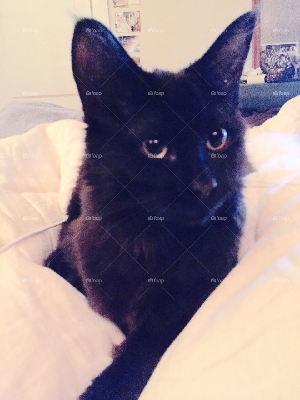 Black cat floating in a white dream.