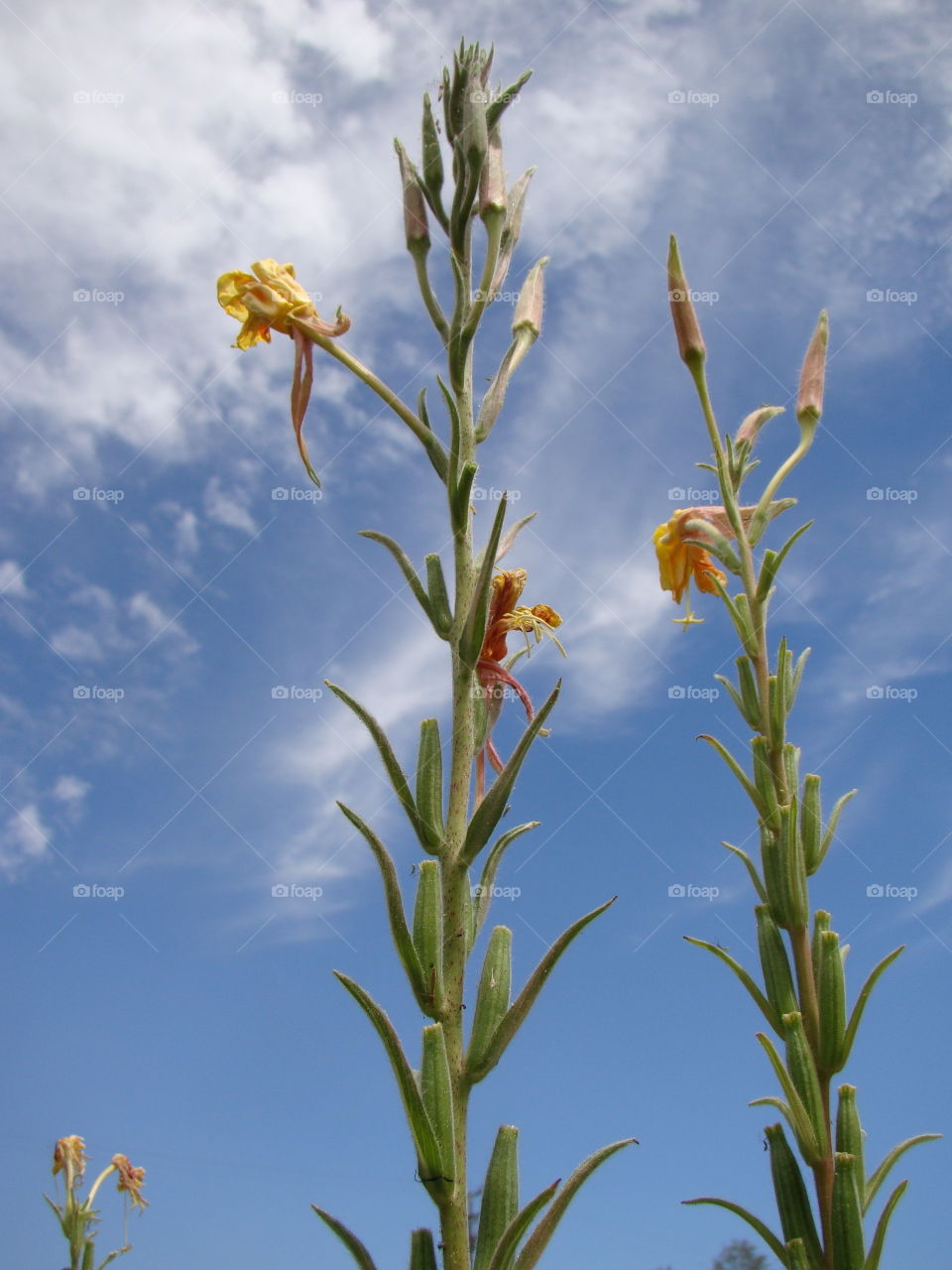 Reaching to the sky 