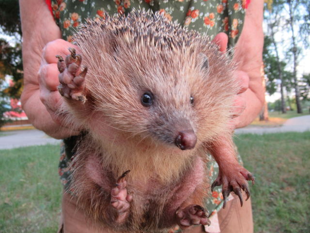 wild hedgehog became a pet