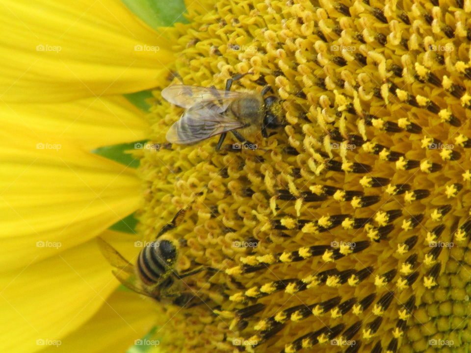 Sunflower with Two Bees
