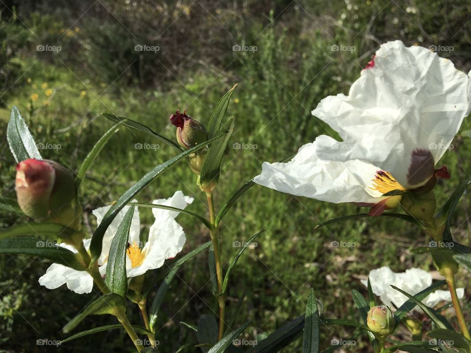 Buds, leaves and flowers of wild Cistea