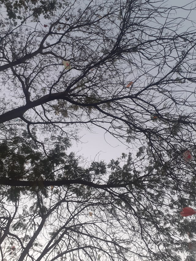 Tree vadodara india