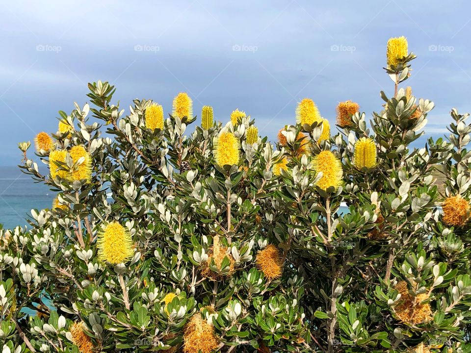 Beautiful Australian native banksia plant and flowers in yellow against a bright blue sky 