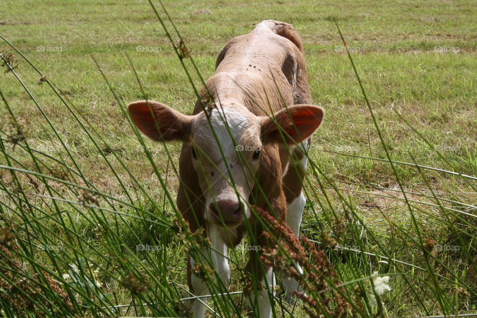 Calf on grassy field