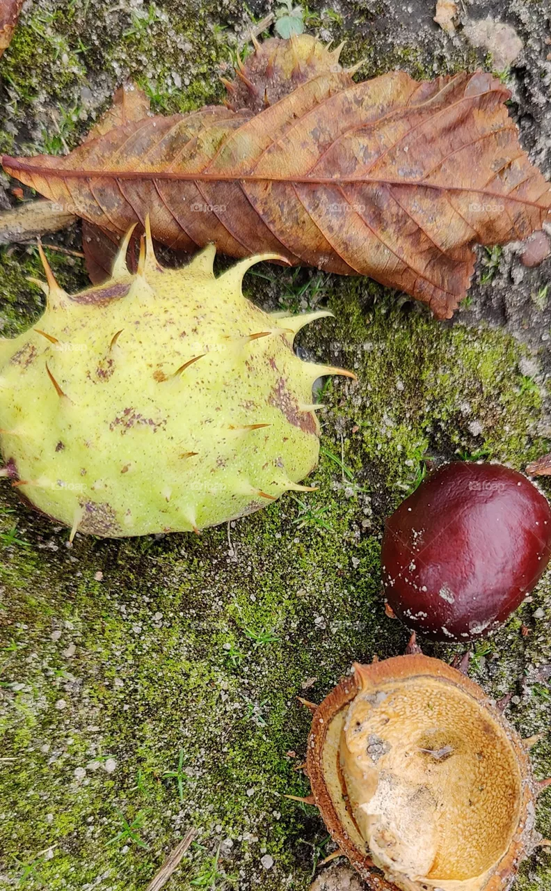 chestnut