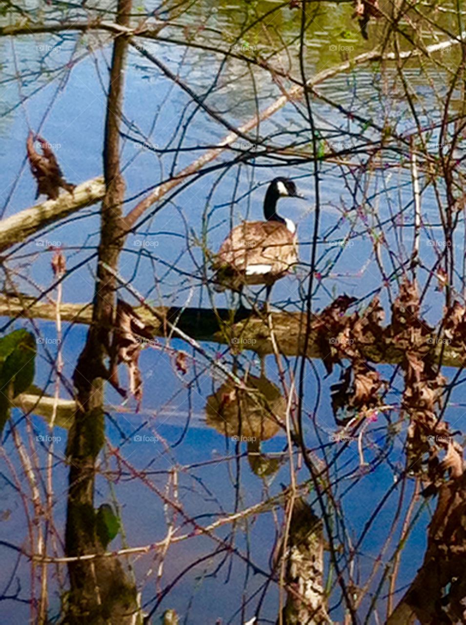 Canadian goose at Yates Mill Pond