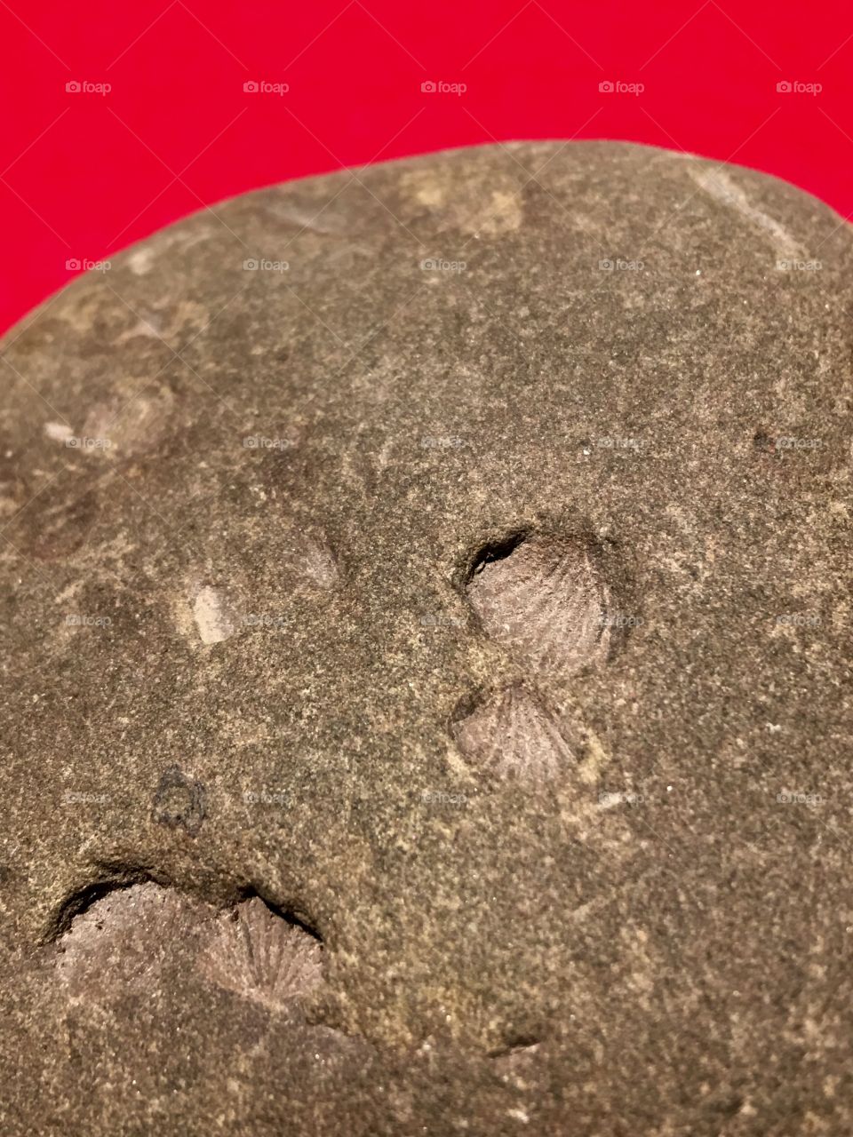 FOSSIL ROCK, WITH SCALLOP FOSSILS

We found this rock on a fresh water beach parking area.  The whole area was rocks. Take a good look at it and you will be amazed as we were! There are scallop shell fossils in it.  IT'S AN AMAZING ROCK!