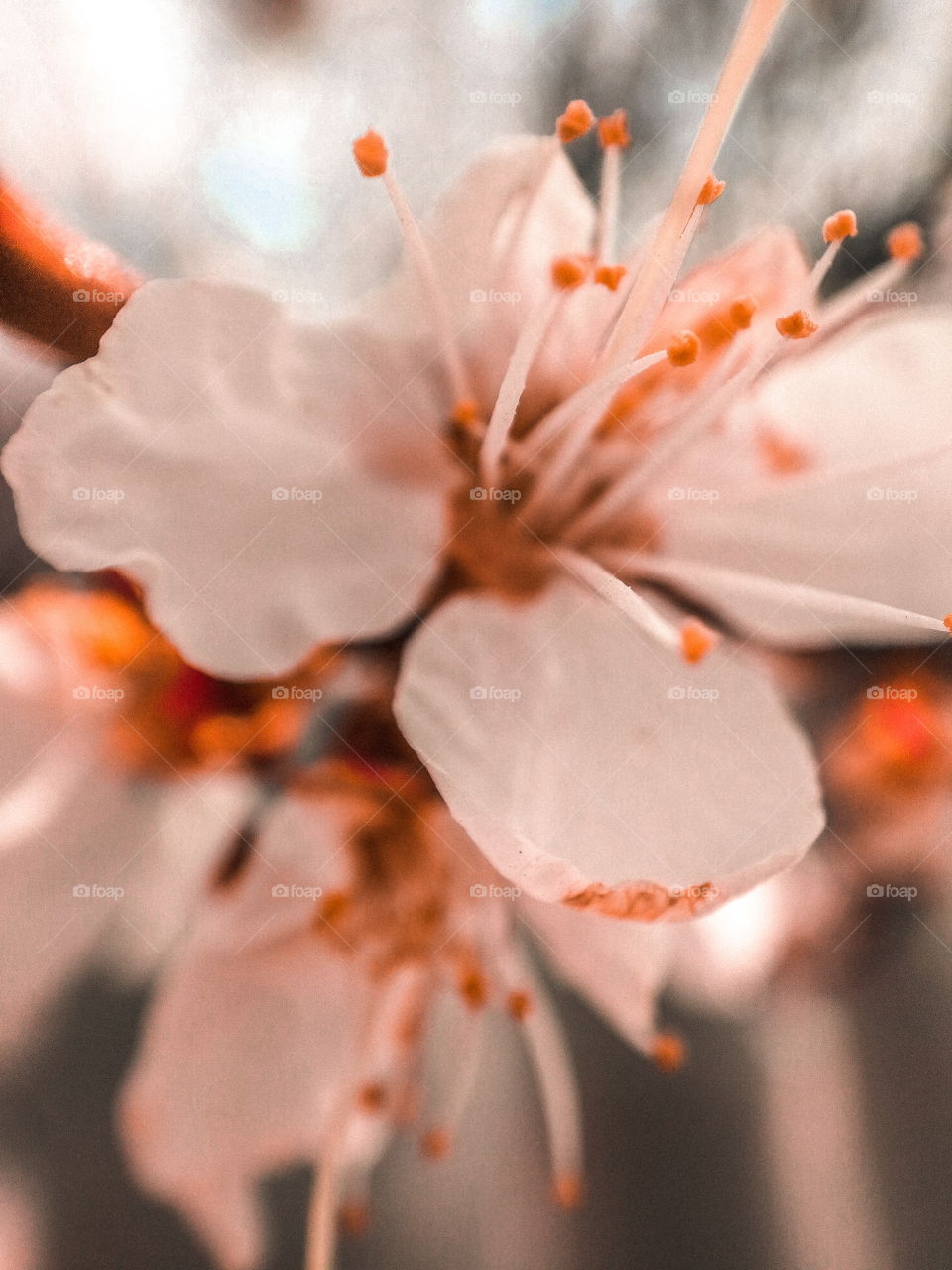 Apricot blooms