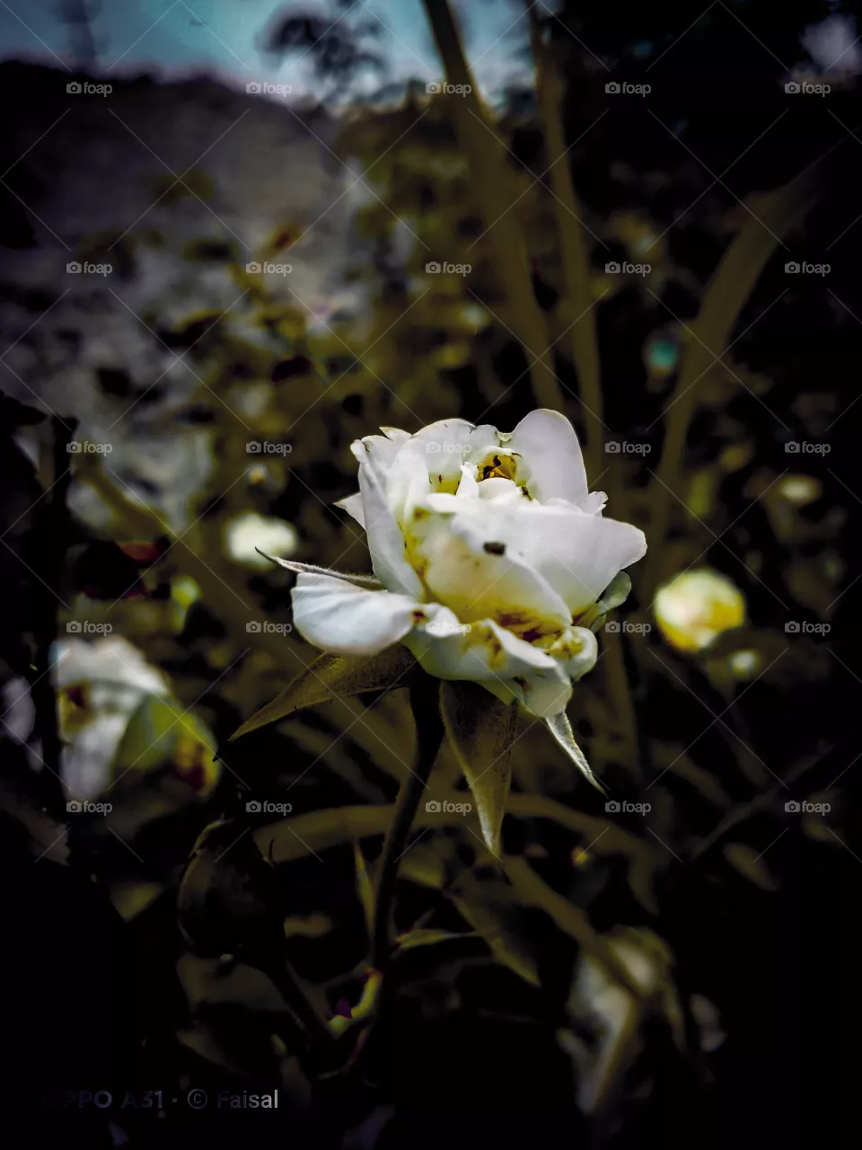 Do you love white Rose !!? ✨✨🌸