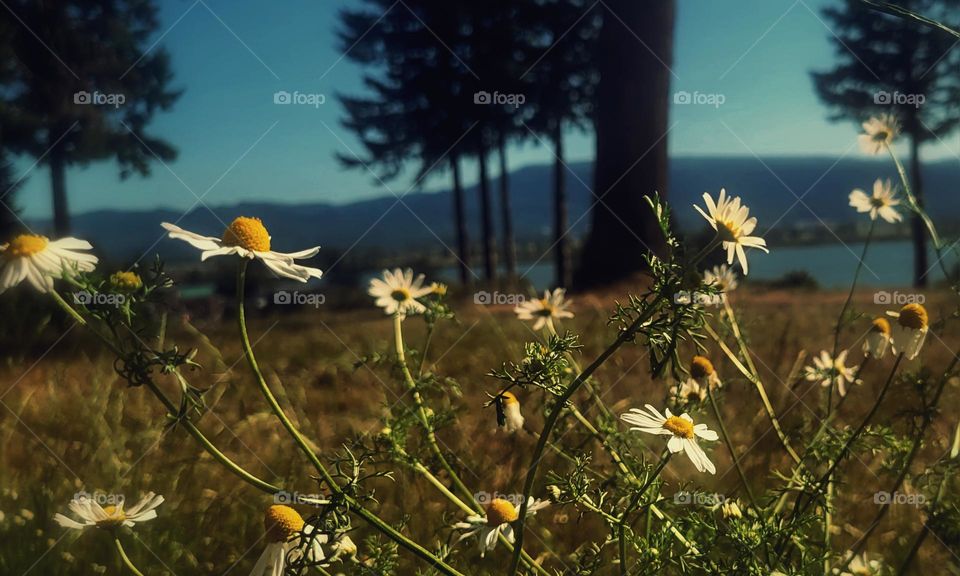 chamomille and river