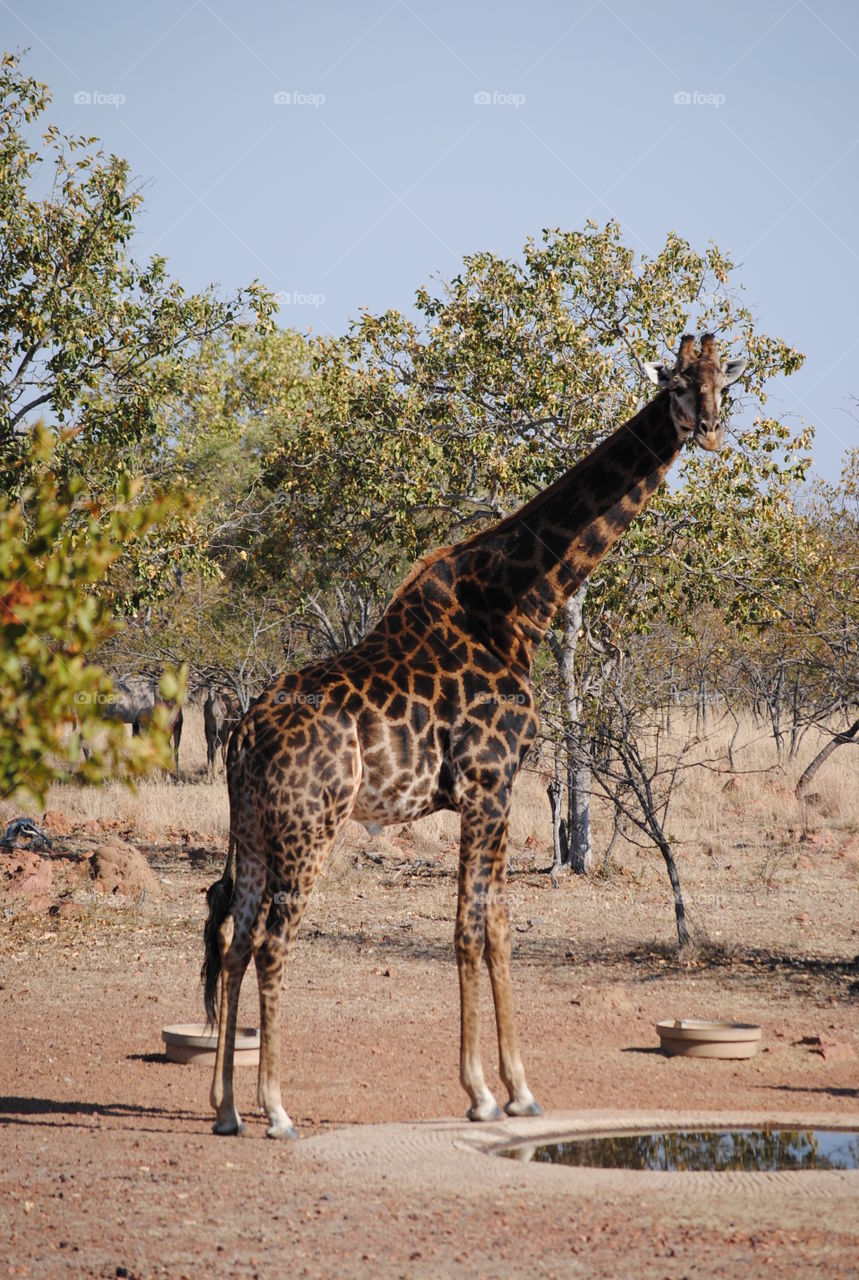 Giraffes