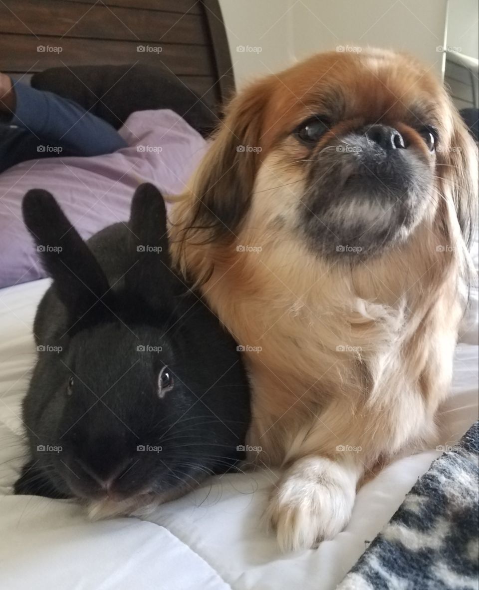 dog and bunny