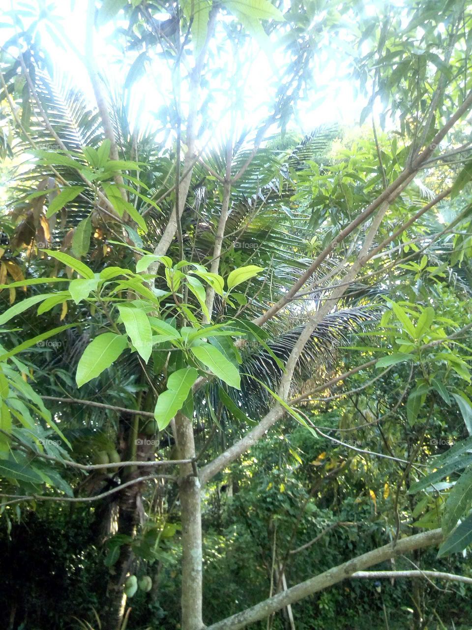 we all eat fruits and we all so use them to make juice too this is the fruit tree of a mango an an account tree.