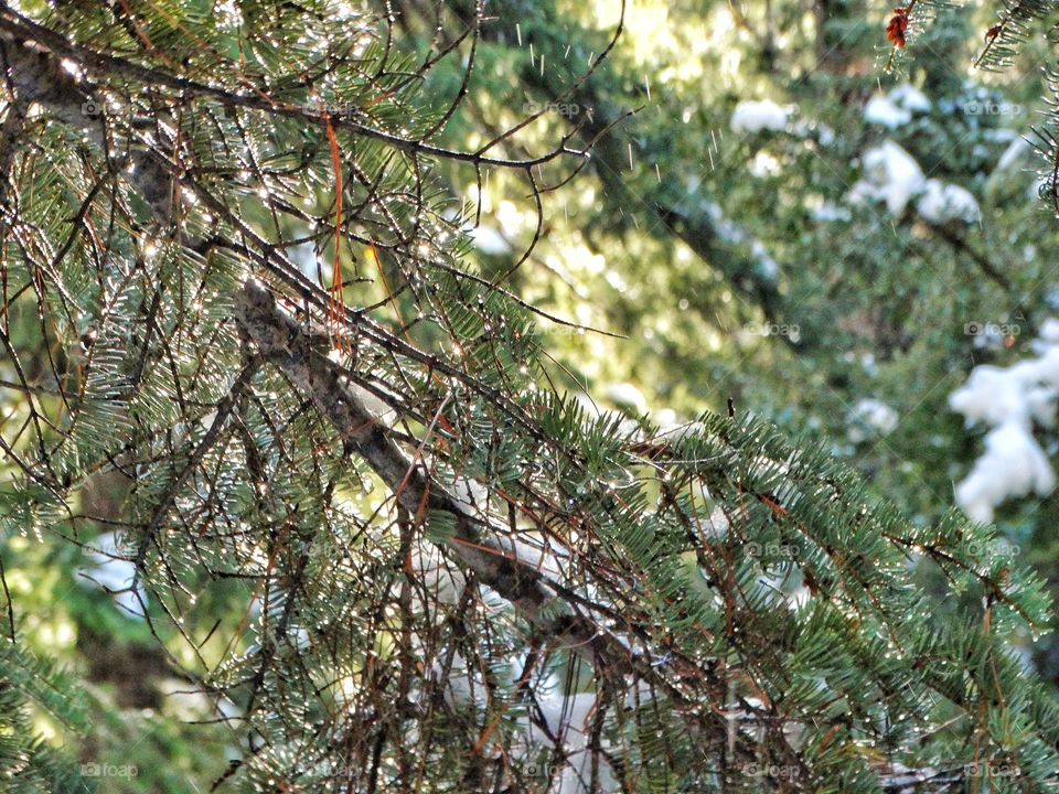 Snowmelt On Pine Branch