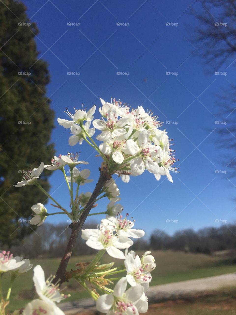 Flower, Tree, Nature, Cherry, Flora