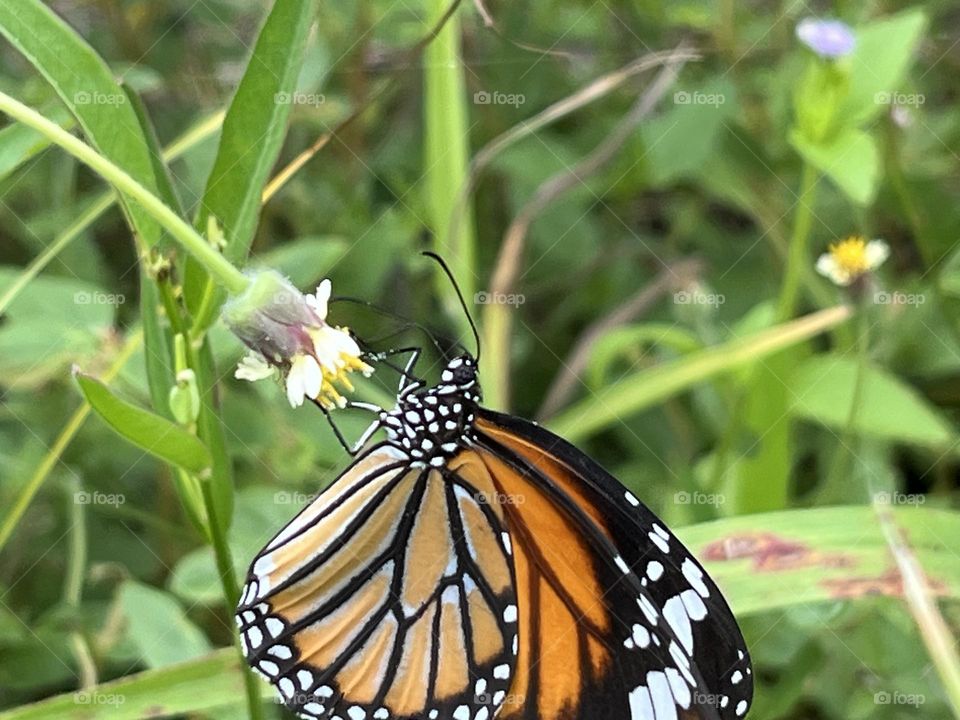 📸Battle : Summer 🌞vs. Spring 