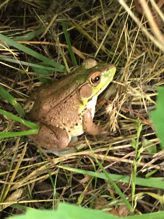 Nice frog.