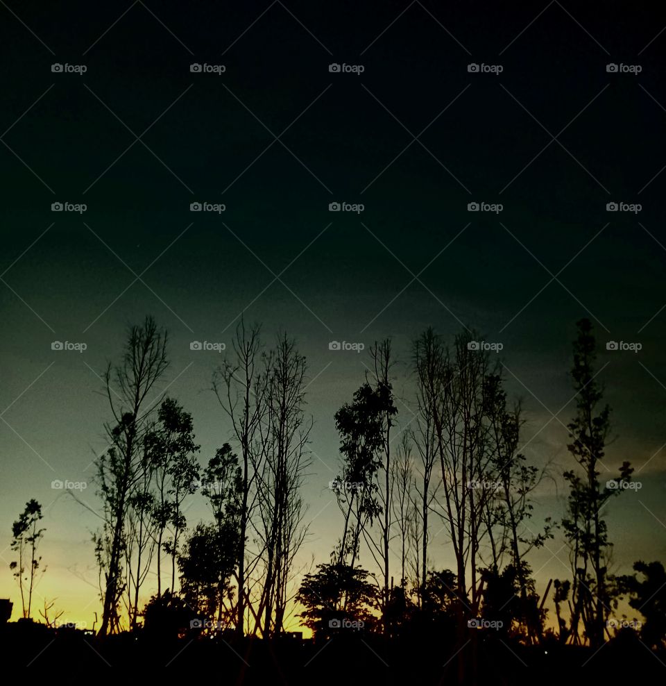 Shadow of trees in the evening.