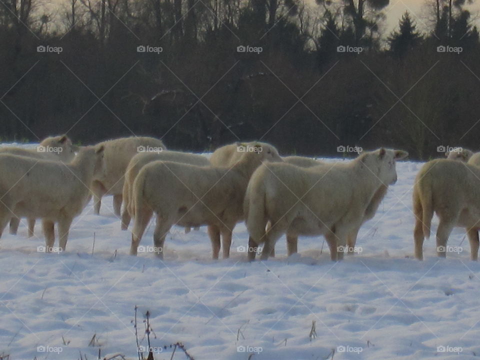 Sheep In The Snow