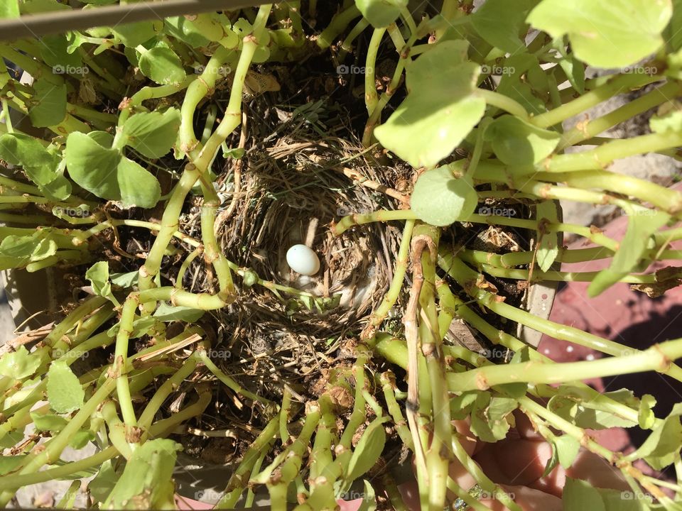 Springtime. Nest in hanging basket