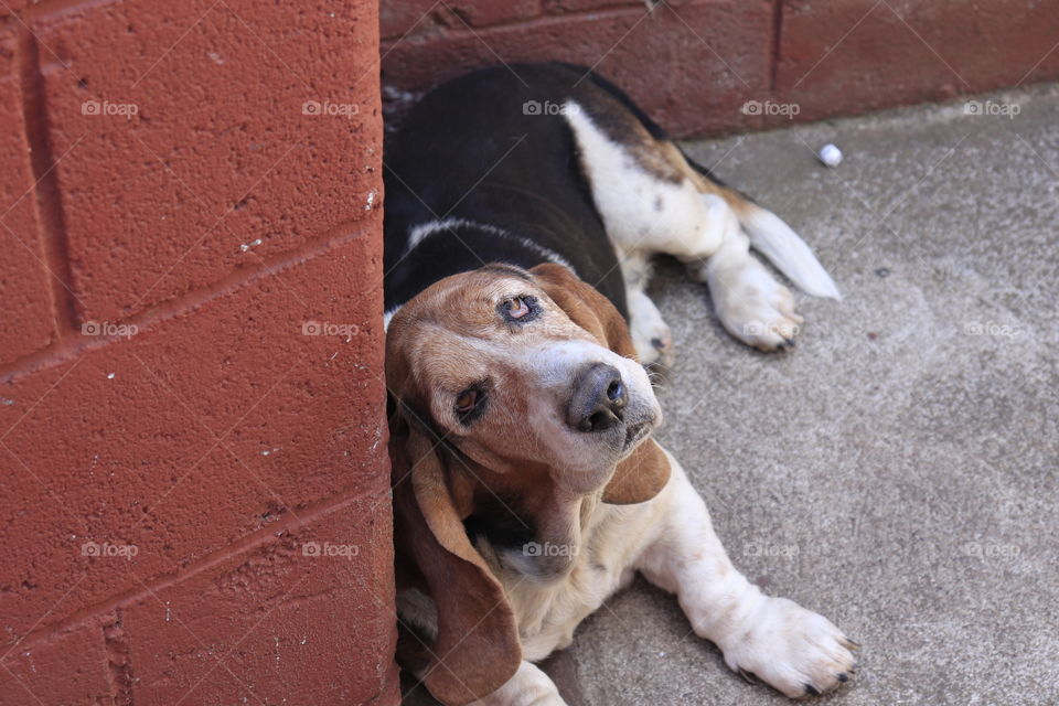 Basset hound tilting his head.