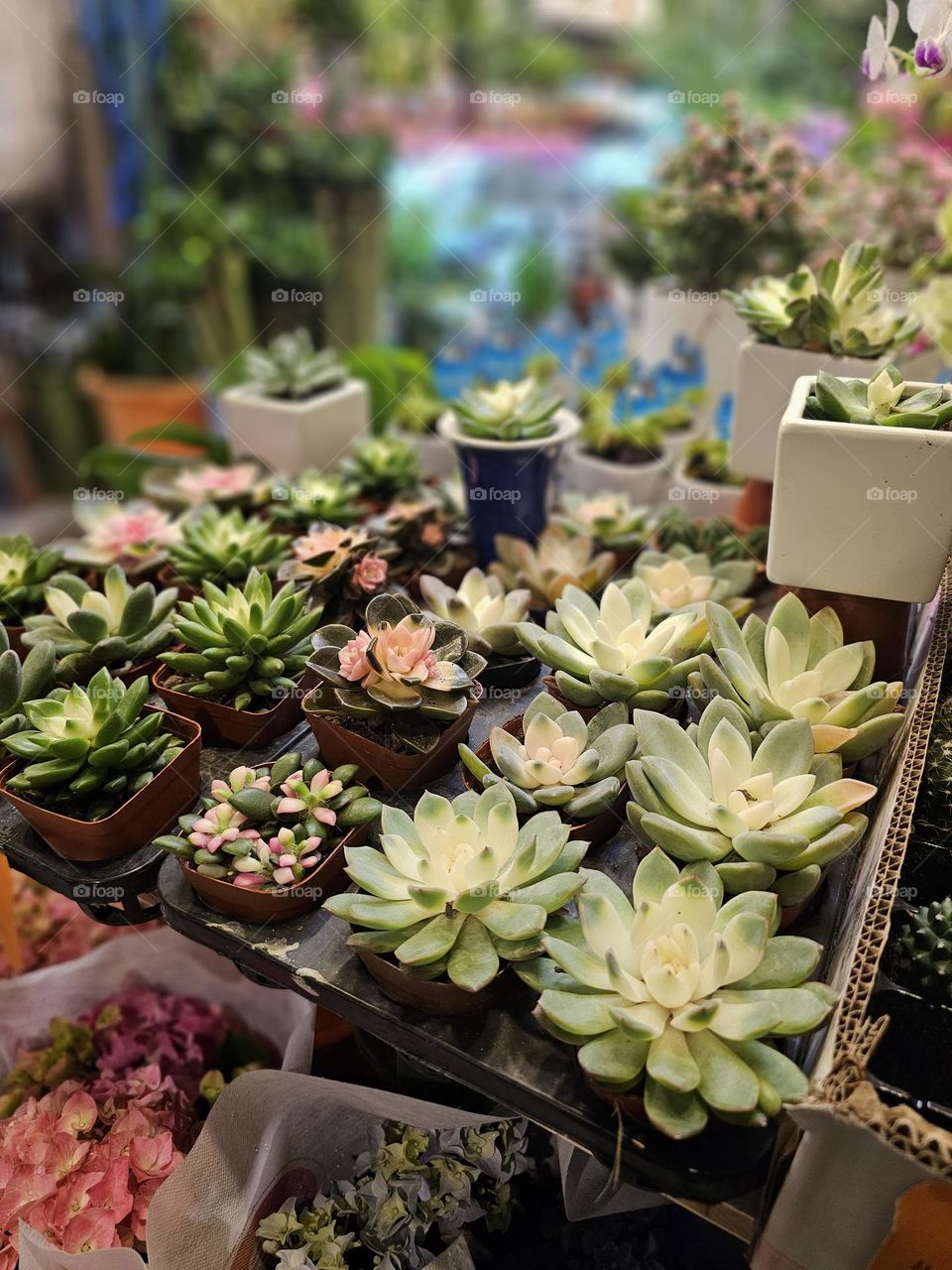 many pots of succulent at a florist in Hong Kong