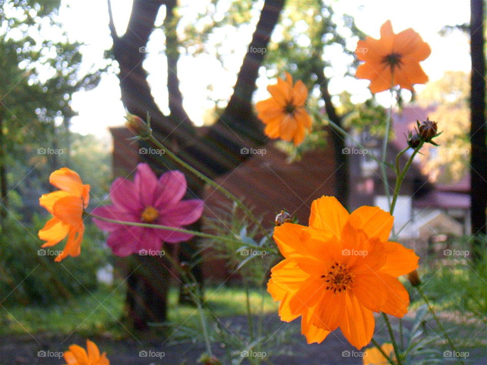 Colorful Flowers