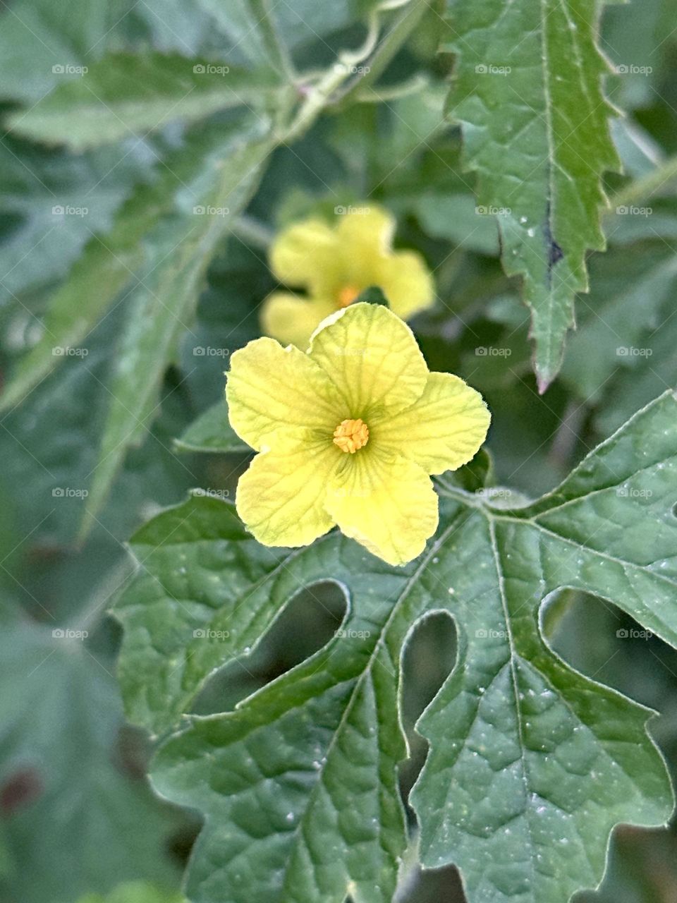 Bitter Melon Flowers