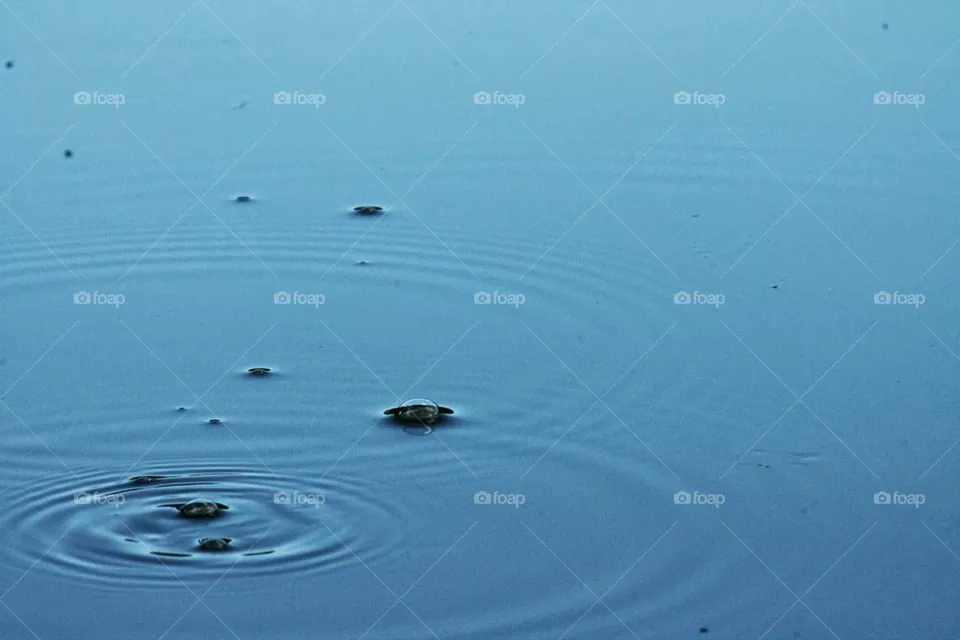 ripples