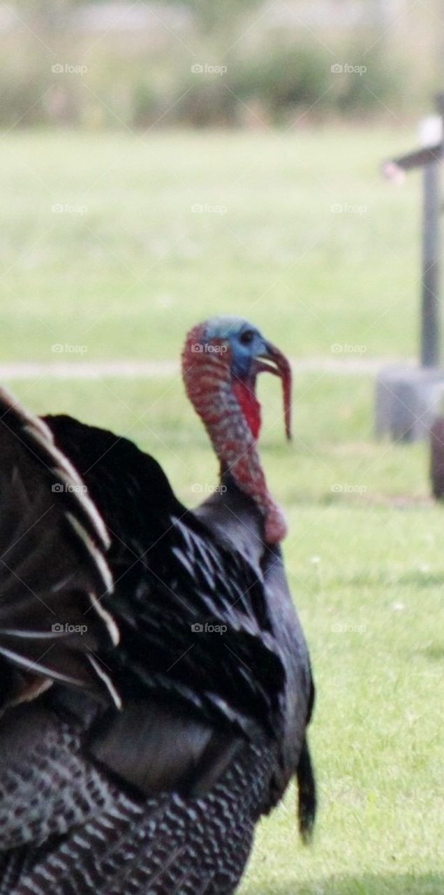 Wild turkey 