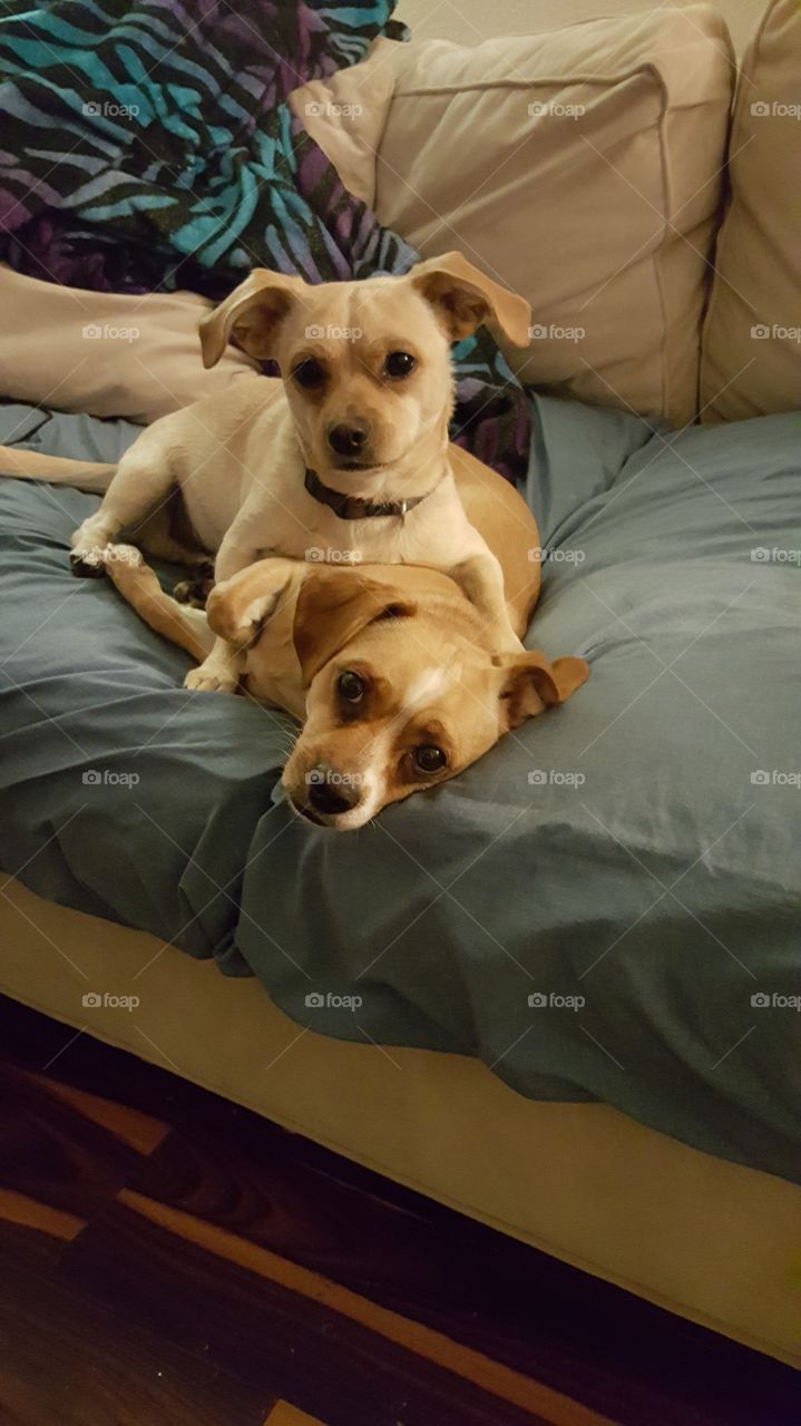 lounging pups