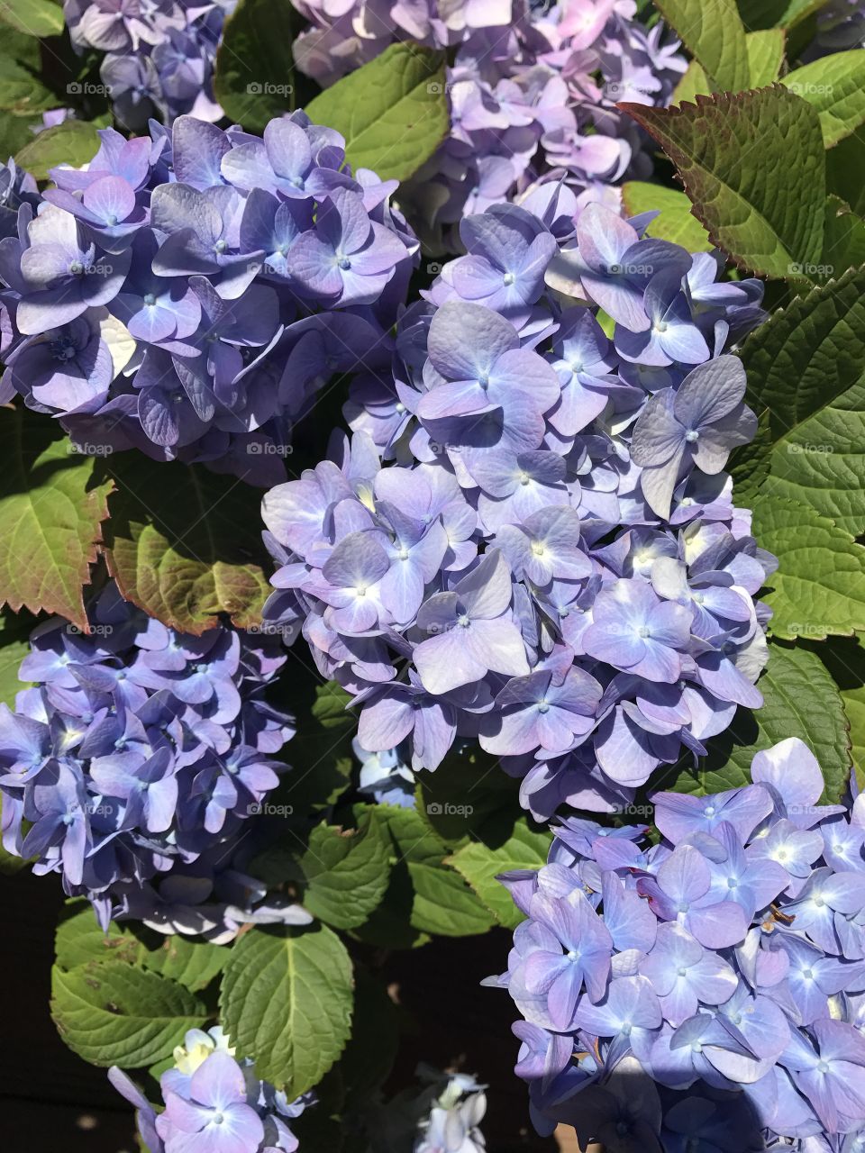 Hydrangea 
