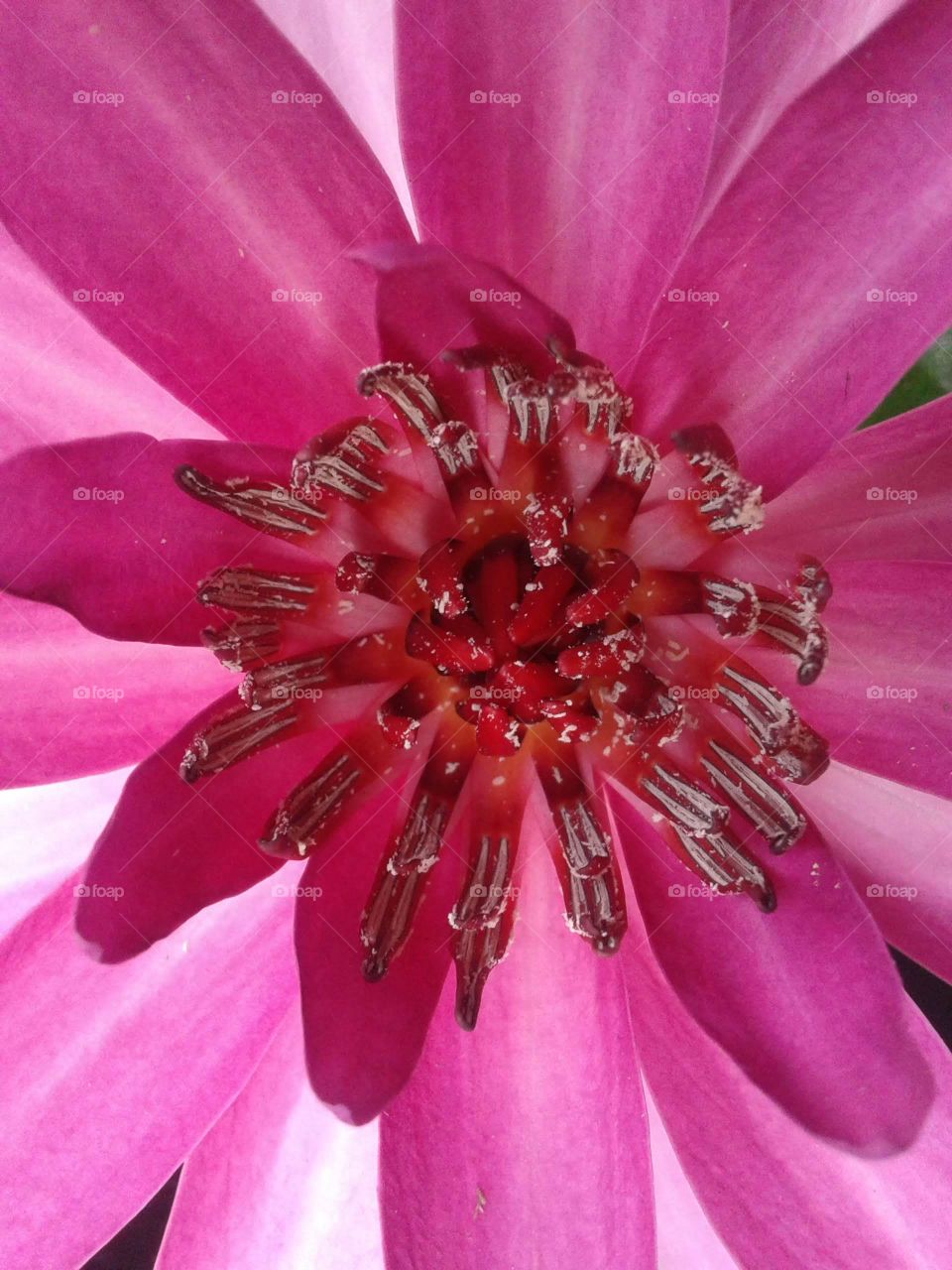 Inner parts of a Lotus😍 I just love this shot of mine.📸 Pink colour is in the whole frame.💖