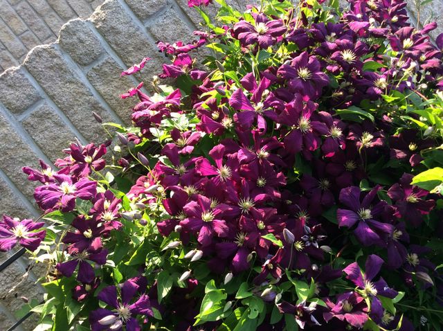 Purple Clematis