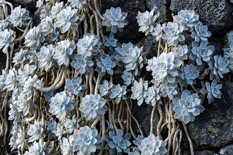 The nature and the flora 