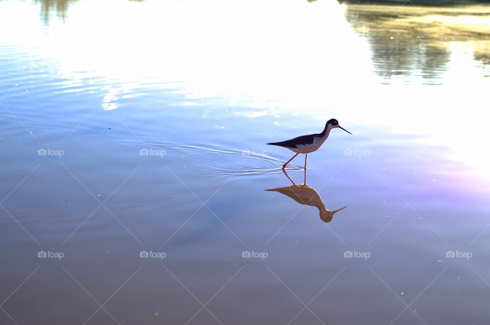 Reflection of a bird