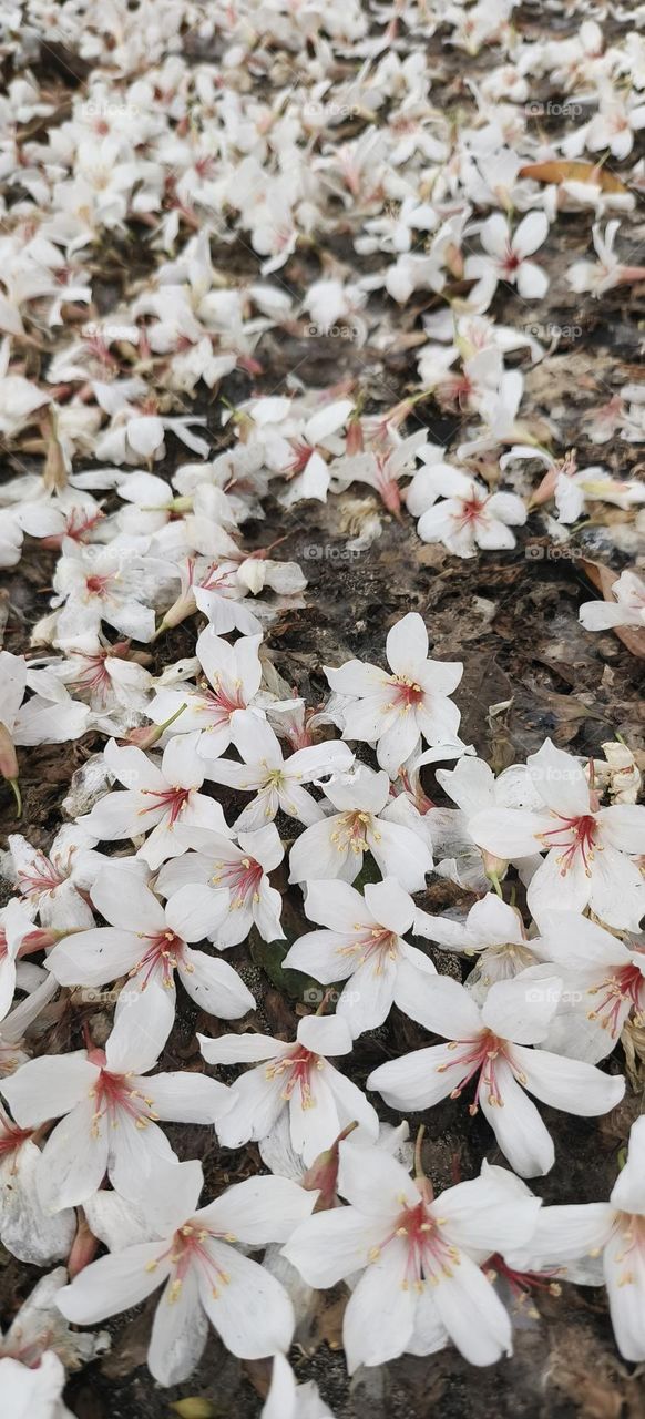 May Snow in Taitung County, Tung Blossoms