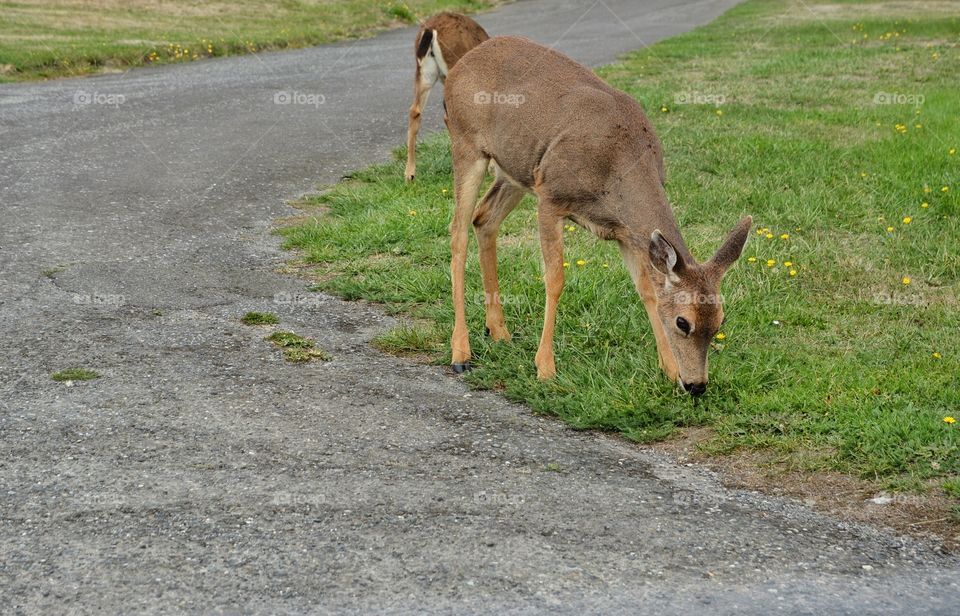 mammal