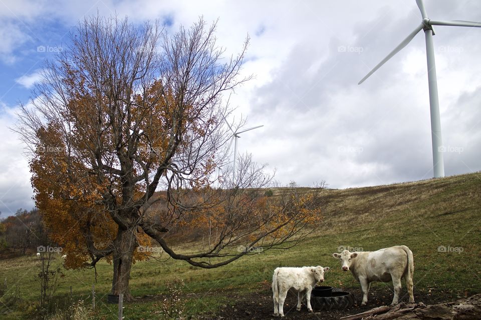 Cows in Laurel Highlands, PA