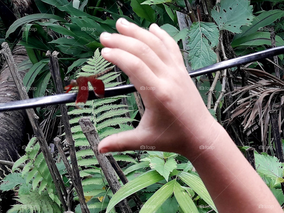 Trying to catch Dragonfly.