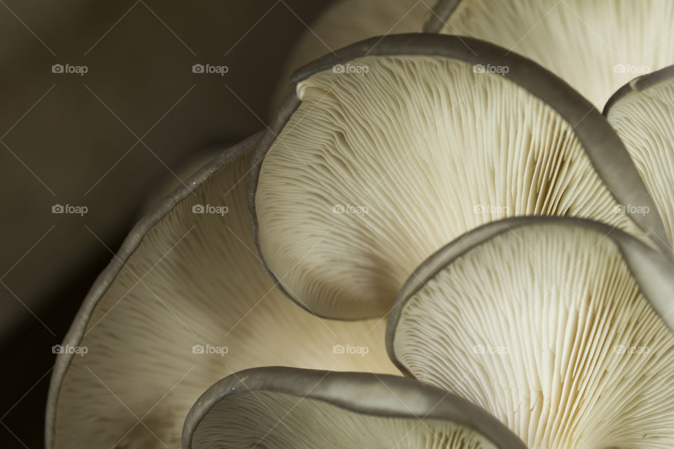 oysters mushroom close up.