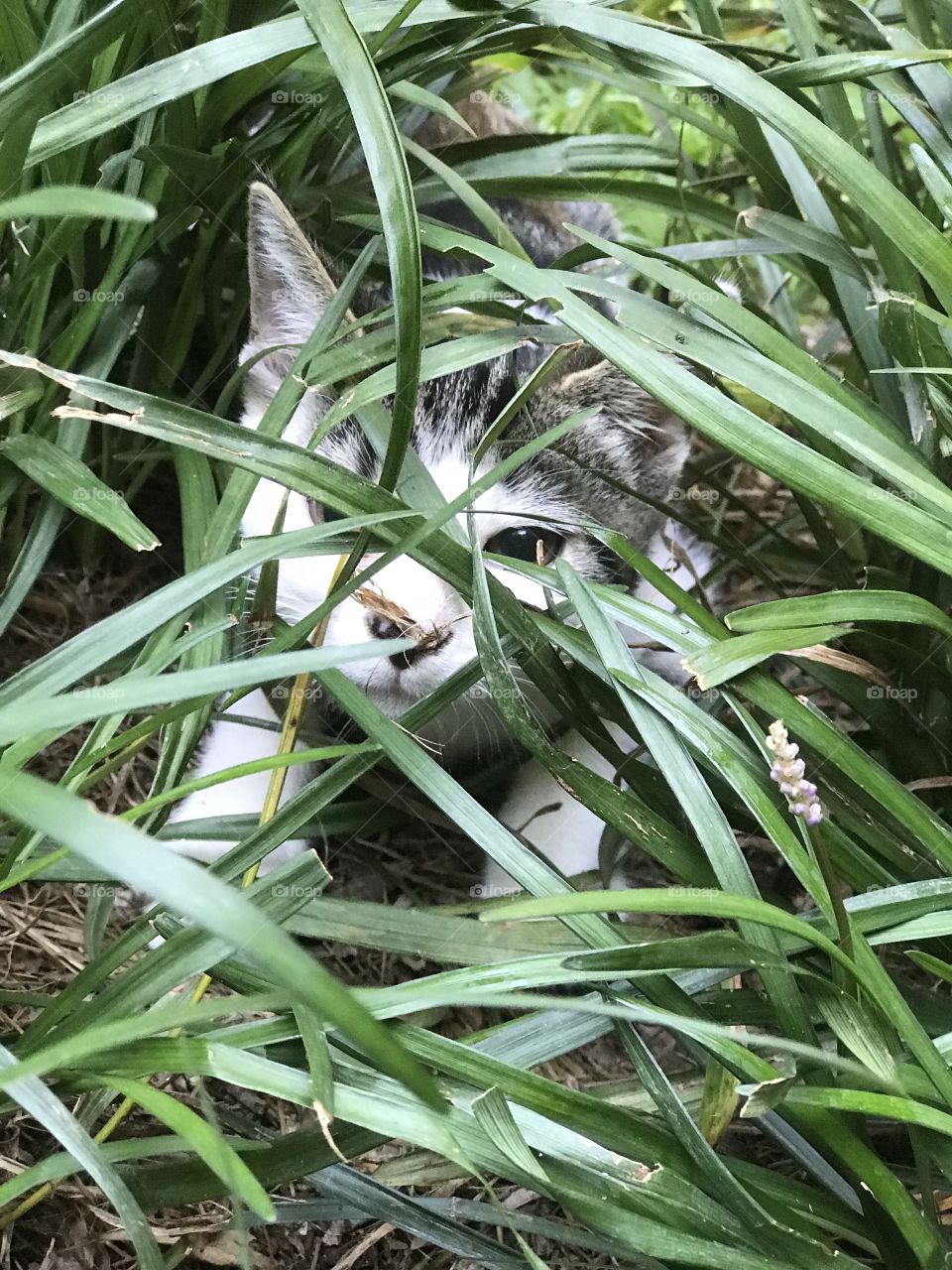 Kitten playing in the grass