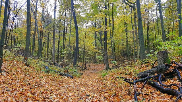 nature's beauty in the Woods
