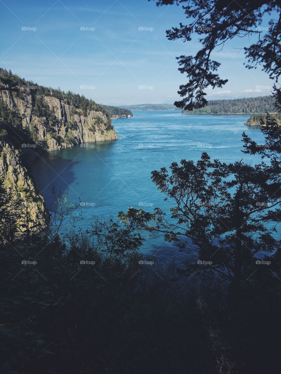 View of ocean through trees during a hike