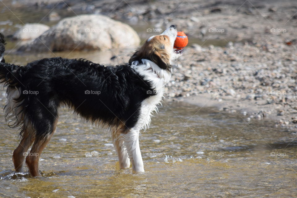 A dog fetching a ball by the river