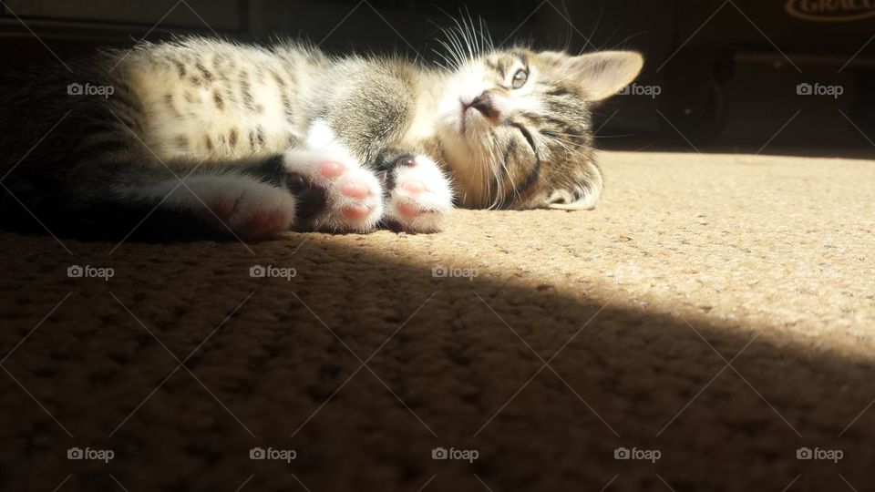 Kitten. A kitten basking in the sun.