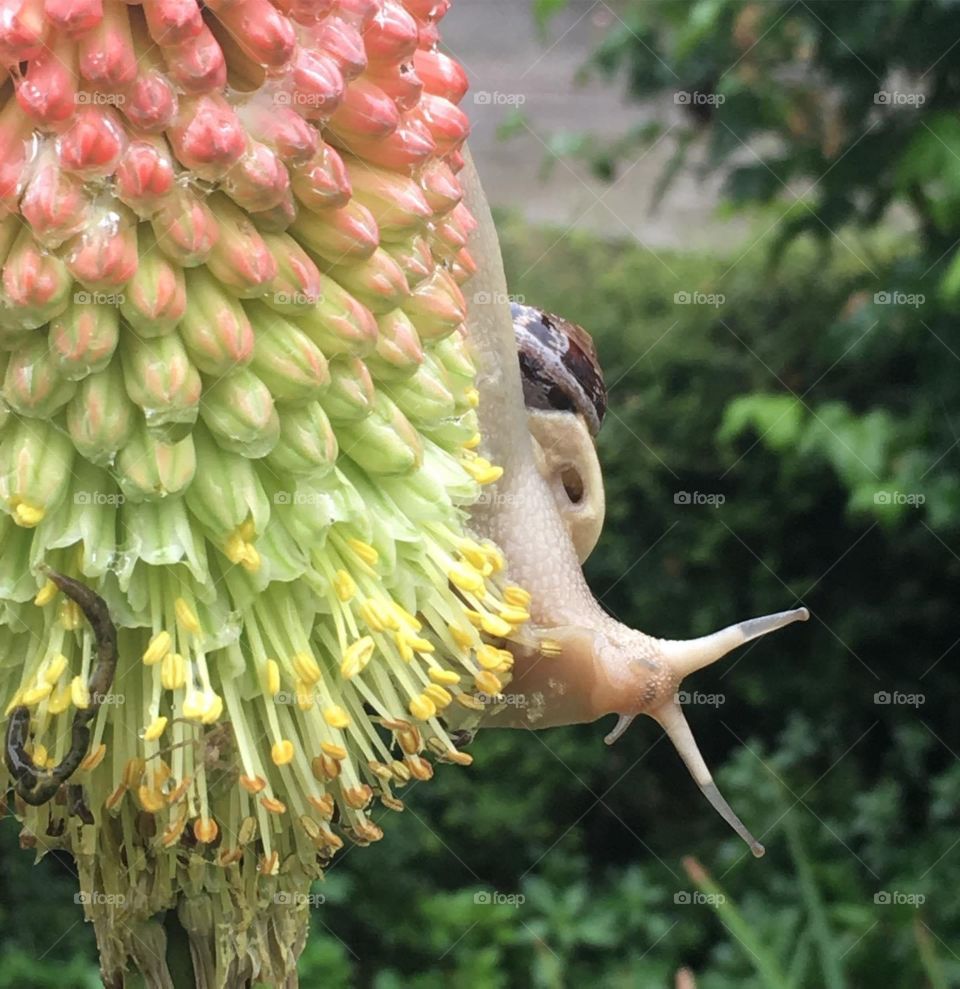 the snail greets you