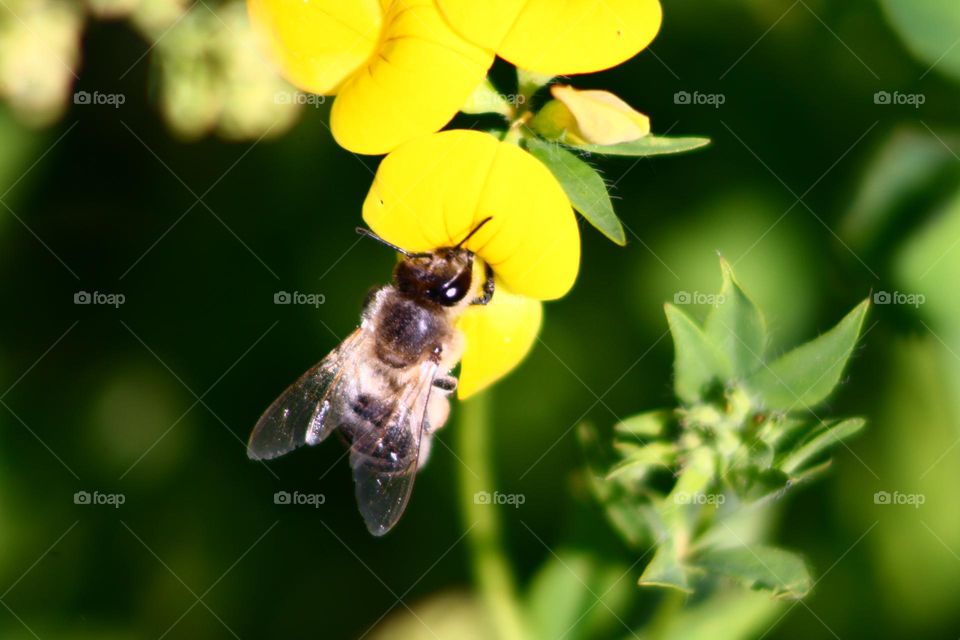 Bee